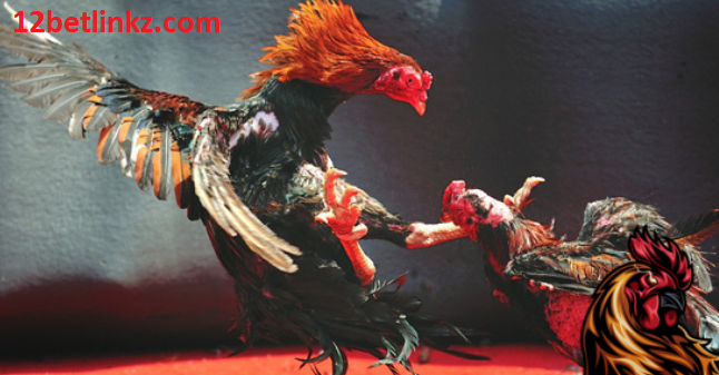 Cá Cược Đá Gà Cá Cược Đá Gà