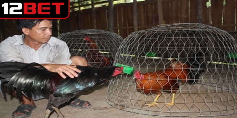 Cách Nuôi Gà Chọi Chuẩn Chuyên Gia Cho Chiến Kê Khỏe Mạnh 3 Chia sẻ chi tiết cách nuôi gà chọi chuẩn chuyên gia