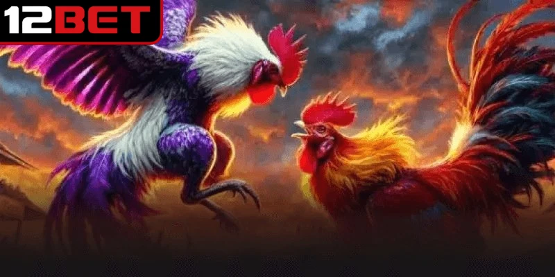 Đá Gà Cựa Dao - Thể Thức Đặt Cược Được Ưa Chuộng Nhất 4 Những chiến kê có khả năng tung đòn nhanh sẽ có cơ hội thắng