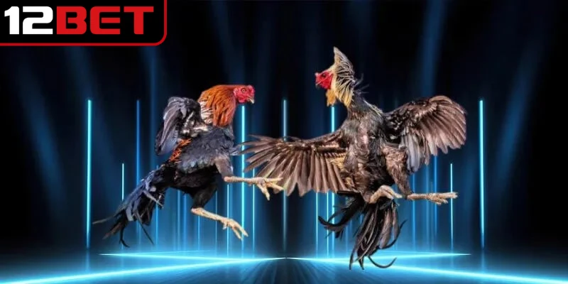 Đá Gà Cựa Dao - Thể Thức Đặt Cược Được Ưa Chuộng Nhất 2 Đá gà cựa dao mang lại cho người xem những màn đối đầu thú vị