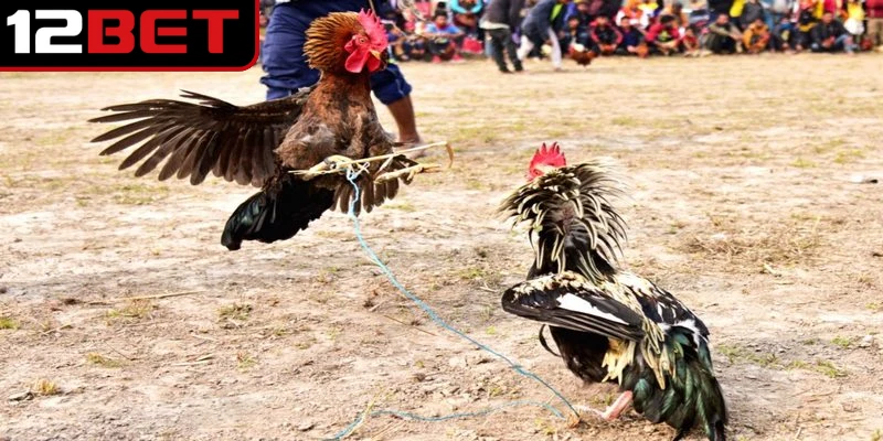 Đá Gà Cựa Sắt Trực Tuyến - Giải Mã Sức Hút Các Trận Đấu 4 Những trận đấu được phát sóng trực tiếp từ những trường gà uy tín