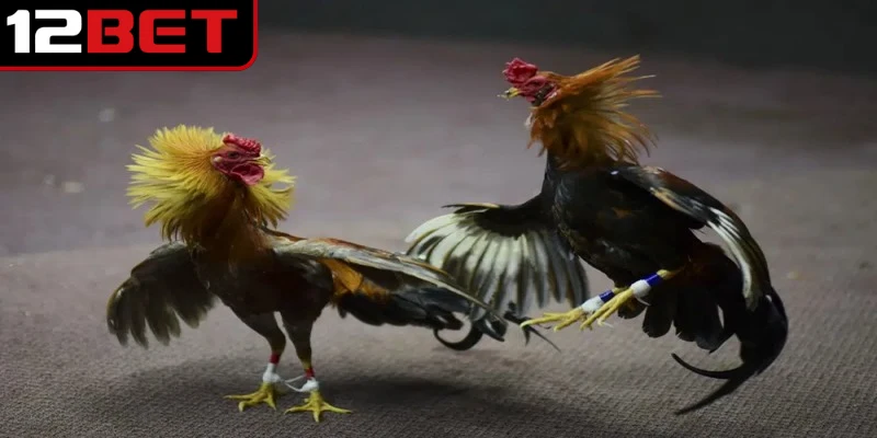 Đá Gà Thomo - Cá Cược Online Thỏa Đam Mê Miễn Phí 2 Đá gà Thomo là một loại hình giải trí cực kỳ lôi cuốn đỉnh cao