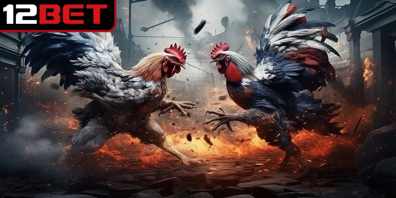 Đá Gà Thomo - Cá Cược Online Thỏa Đam Mê Miễn Phí 4 Nhập số tiền muốn cược và đặt vào chú gà chiến bạn tin tưởng