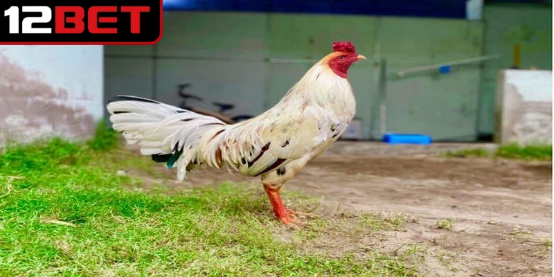 Gà Bướm – Cách Chọn Màu Gà Hợp Mệnh Cho Người Chơi Mới 3 Gà bướm là loại sở hữu bộ lông chủ đạo với màu trắng sữa đặc trưng