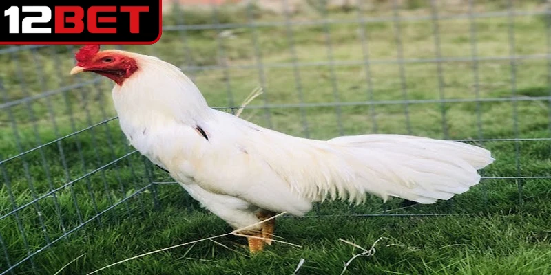 Gà Bướm – Cách Chọn Màu Gà Hợp Mệnh Cho Người Chơi Mới 2 Gà bướm là loại sở hữu bộ lông chủ đạo với màu trắng sữa đặc trưng