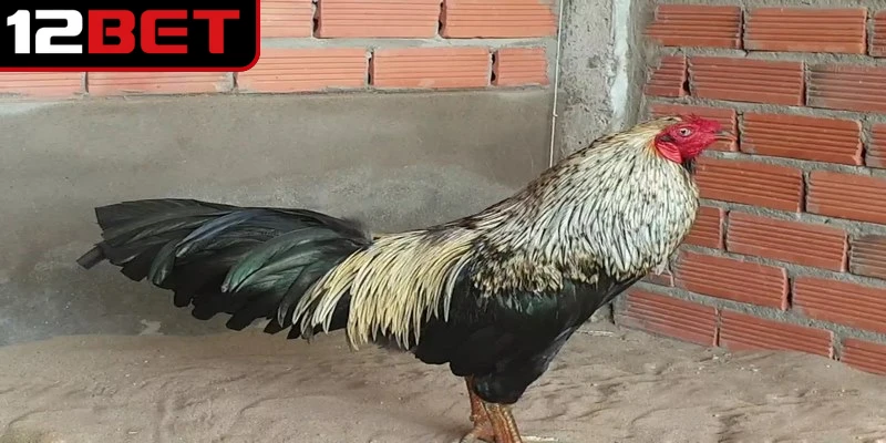 Gà Chuối Là Gì? Giải Mã Chiến Kê Độc Đáo Trong Sới Gà Việt 2 Gà chuối là gì được nhiều anh em mê cá cược chọi kê quan tâm