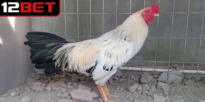 Gà Chuối Là Gì? Giải Mã Chiến Kê Độc Đáo Trong Sới Gà Việt 4 Một số dòng gà chuối thường tham gia thi đấu với sức bền mạnh mẽ