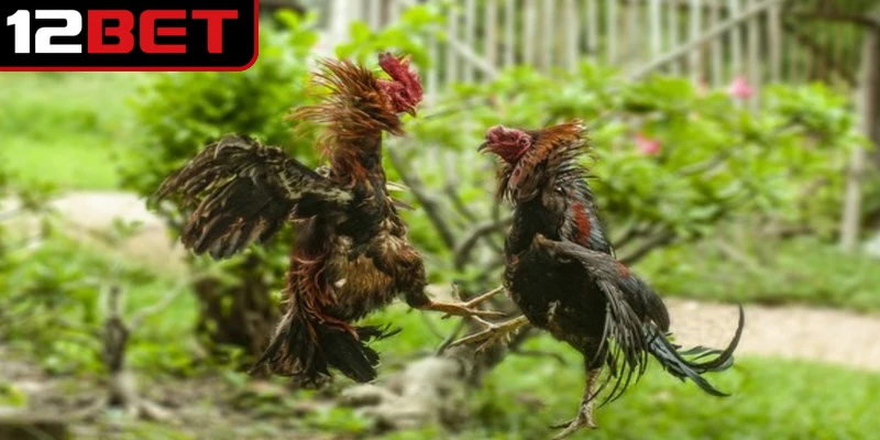 Gà Đá Cao Lãnh - Trải Nghiệm Chiến Kê Miền Tây Kịch Tính 4 Tỷ lệ thưởng trong các trận đấu luôn minh bạch và công bằng