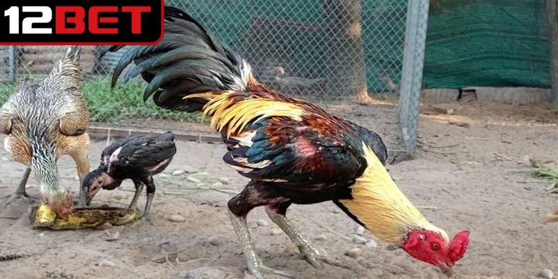 Gà đá Thái Lan - Khám phá chiến kê từ xứ Chùa Vàng 2 Gà đá Thái Lan là một trong những dòng chiến binh nổi tiếng