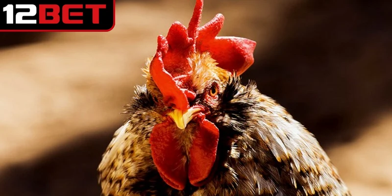 Gà đá Thái Lan - Khám phá chiến kê từ xứ Chùa Vàng 4 Phanat là dòng chiến kê Thái Lan nổi bật với thân hình khỏe mạnh