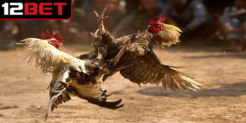 Gà Xám Là Gì? Khám Phá Giống Gà Chiến Sở Hữu Sức Mạnh 3 Sức mạnh trên sàn đấu của gà xám là gì được nhiều su kê quan tâm