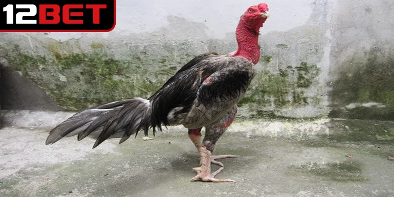 Gà Xám Là Gì? Khám Phá Giống Gà Chiến Sở Hữu Sức Mạnh 2 Gà xám là gì đang là thắc mắc của nhiều anh em trong giới chọi kê