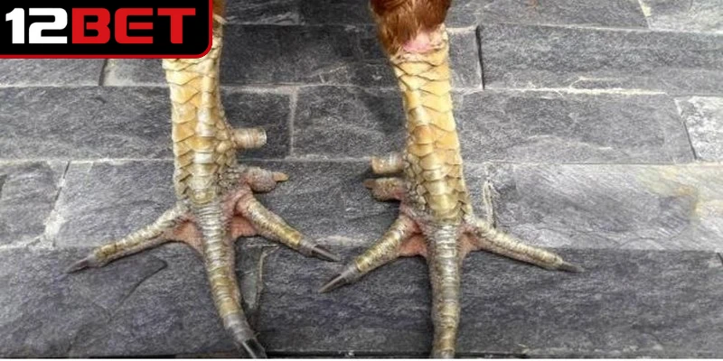 Hướng Dẫn Xem Vảy Gà Đá Cựa Sắt Chuẩn Xác Cho Kê Thủ 3 Hướng dẫn xem vảy gà đá cựa sắt chi tiết cho anh em cược thủ