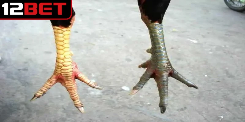 Hướng Dẫn Xem Vảy Gà Đá Cựa Sắt Chuẩn Xác Cho Kê Thủ 4 Lưu ý nhiều yếu tố đặc biệt trong hướng dẫn xem vảy gà đá cựa sắt