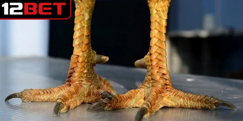 Vảy Gà Án Thiên - Cách Nhận Biết Và Ý Nghĩa Đặc Biệt 3 Cách nhận biết vảy gà án thiên đơn giản nhất cho sư kê