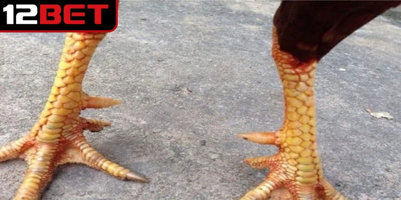 Vảy Gà Huyền Trâm - Dấu Hiệu Nhận Diện Chiến Kê Quý Hiếm 2 Vảy gà huyền trâm là dấu hiệu nhận biết của chiến kê với sức chiến đấu mạnh