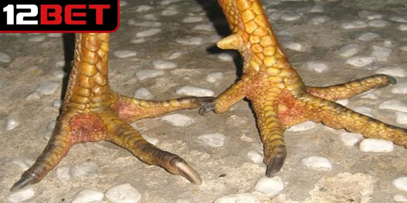 Vảy Gà Huyền Trâm - Dấu Hiệu Nhận Diện Chiến Kê Quý Hiếm 4 Hướng dẫn chăm sóc gà sở hữu vảy huyền trâm hiệu quả nhất