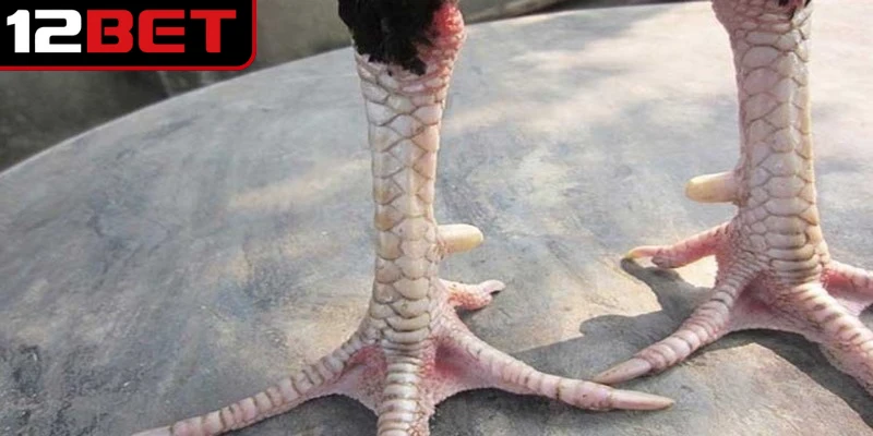 Vảy Gà Tứ Quý Phủ Địa - Điểm Nổi Bật Của Chiến Kê Hiếm 3 Tìm hiểu ngay các loại vảy gà tứ quý phủ địa phổ biến